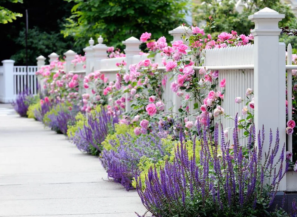 White picket fence being used as a front garden fence, with pink flowers surrounding it.