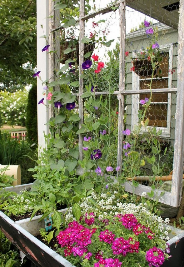 Window trellis is an effective way to add trellis to your home / garden. It makes the garden look bright and colourful.