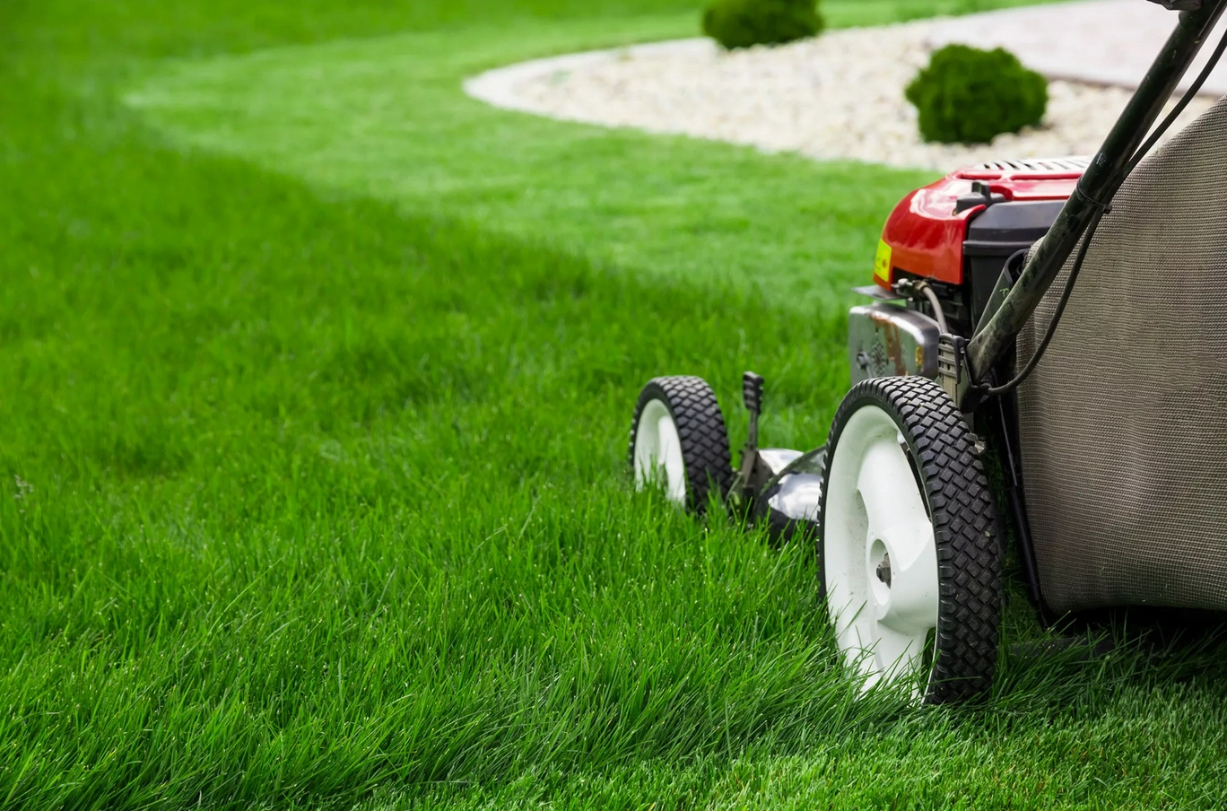 Regular mowing, feeding and addressing any problems will quickly ensure that your lawn in spring thrives. 