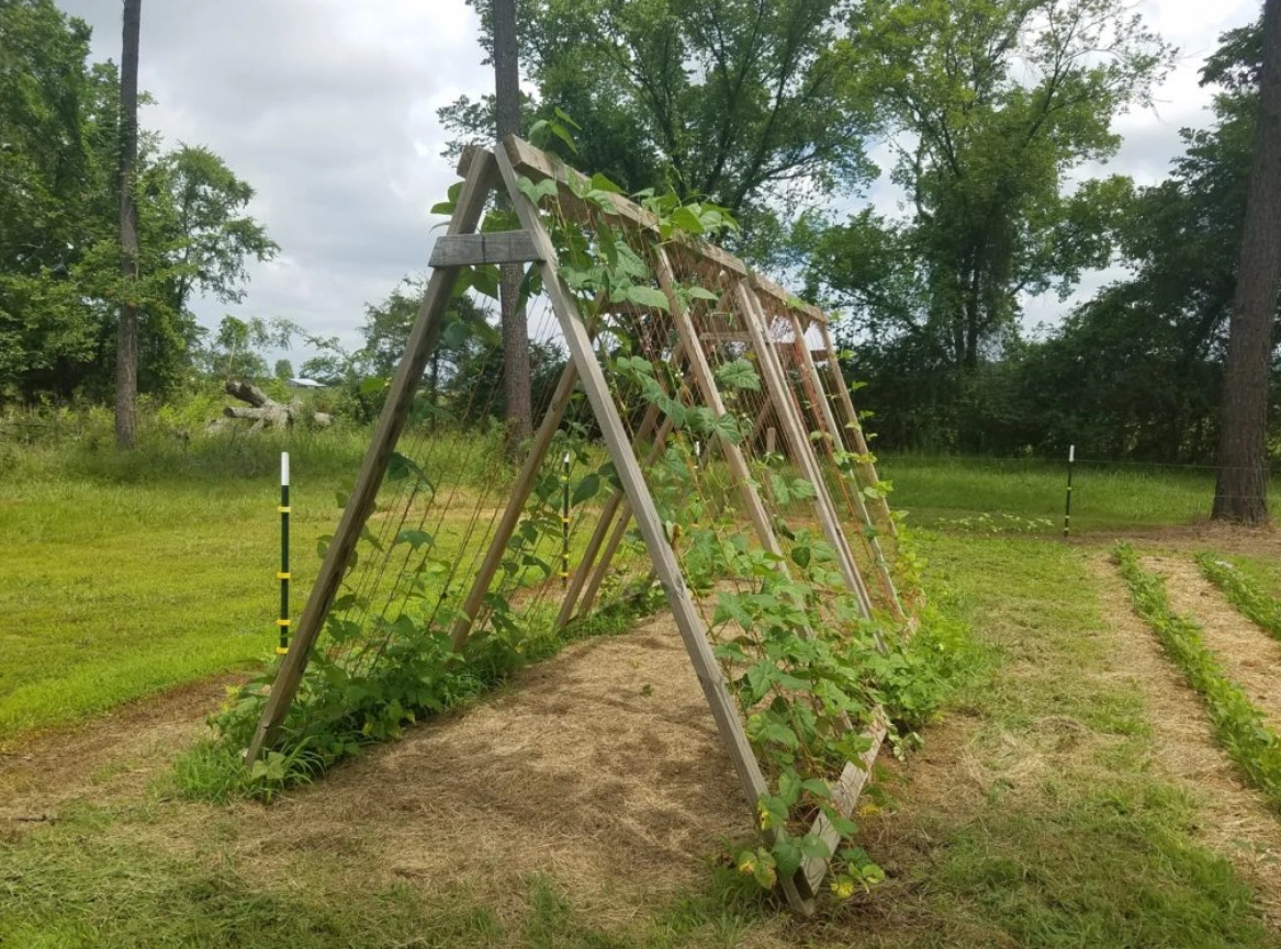 A-frame garden trellis' are great for gardening purposes, and can be used to garden a wide range of crops.