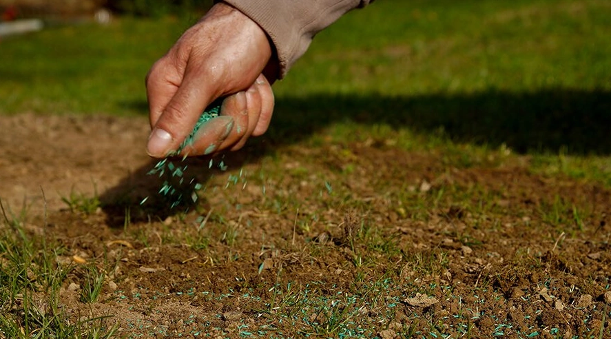 Overseeding ensures thicker, healthier grass. 