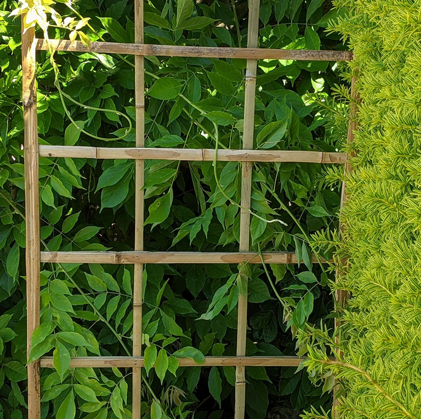 Bamboo pole trellis is an eco-friendly option for your garden, and can make a very zen garden setting.