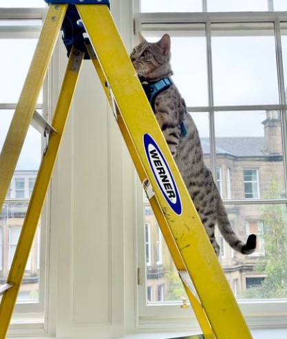 an image of a yellow Werner ladder with brown cat