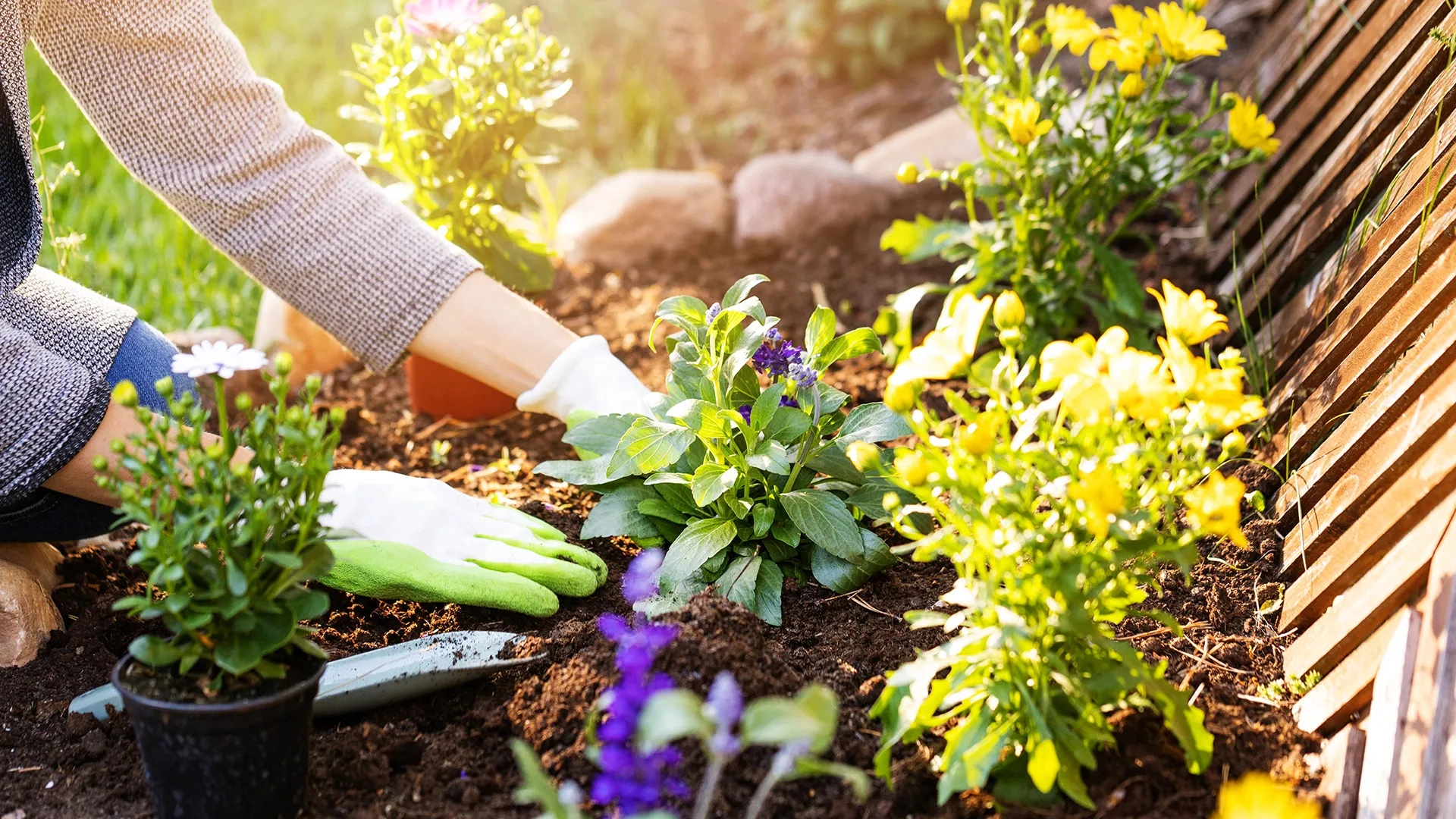 A person plucking flowers from the flower bed by a fence.