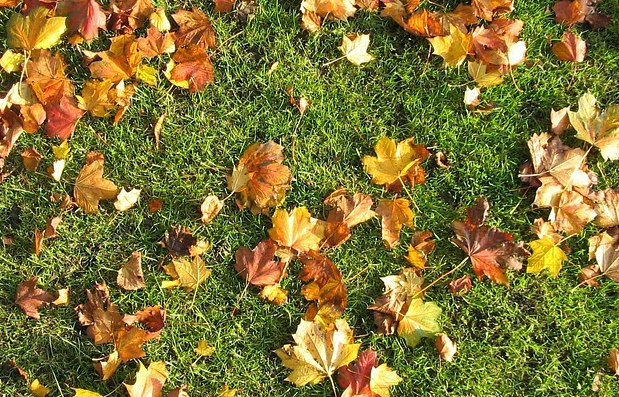 Autumn feeds focus on root strength, whereas spring feed focuses on boosting growth and colour.