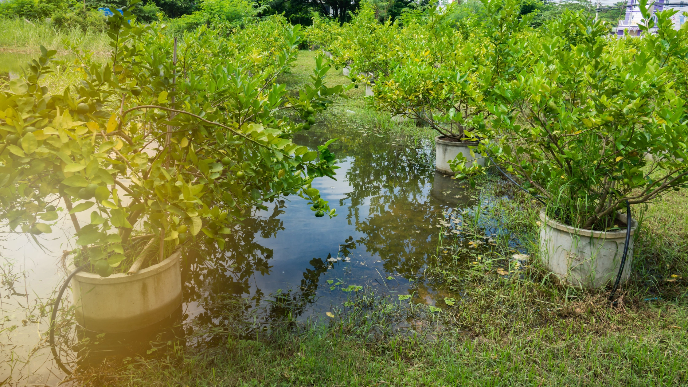 A flooded garden showing plants in pot surrounded by deep water.