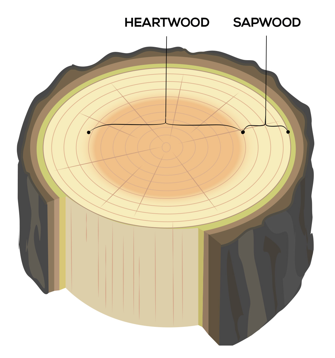 An illustration of a tree stump showing heartwood and sapwood in the different parts of the wood. 