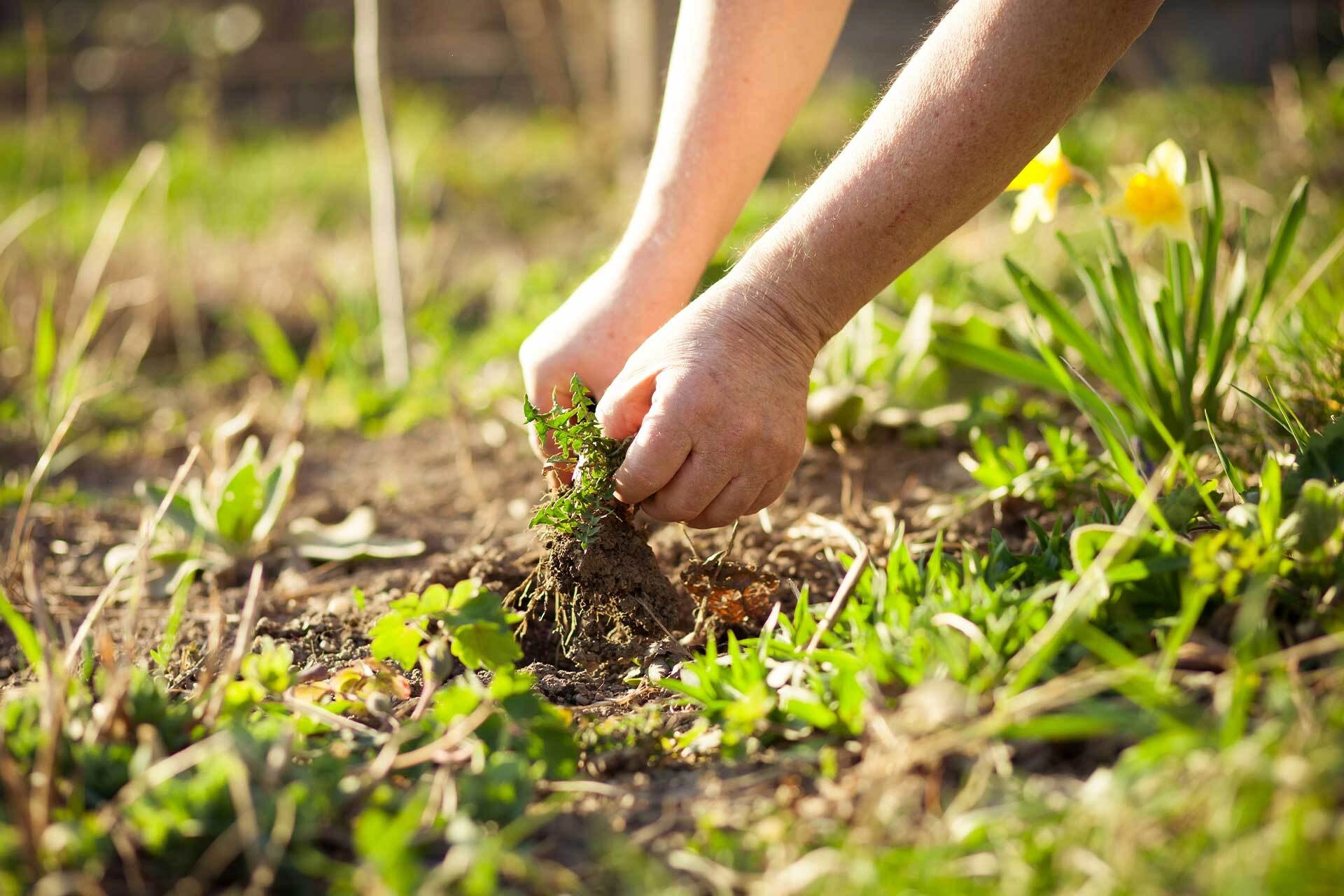 A person de-weeding their garden by pulling out the weeds from their soil and using them for compost. 
