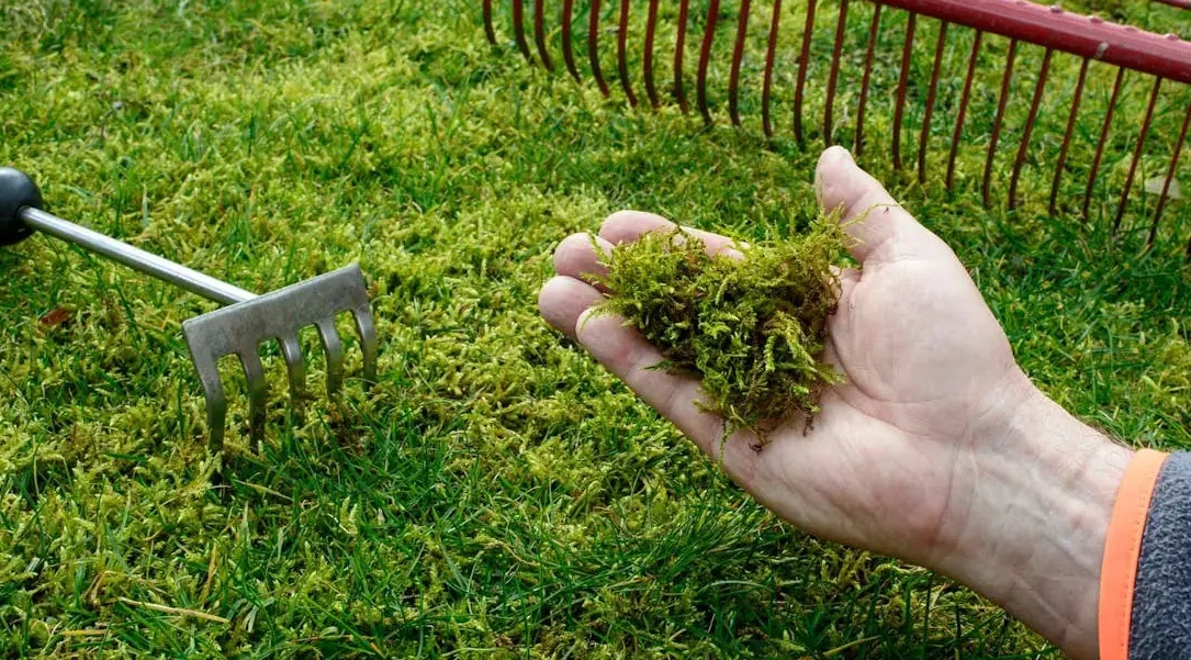 Spring is perfect to remove moss and weeds before they begin to spread.